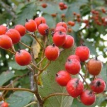 Рябина бесплатно купить лекарственные растения