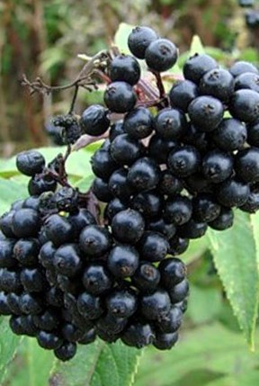 Бузина черная - Sambucus nigra L 