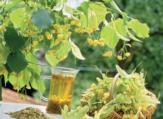 Чай из листьев липы