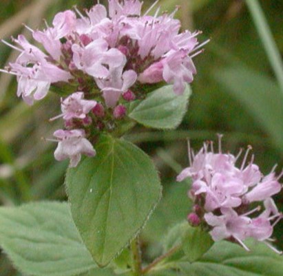 Origanum vulgare